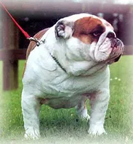 English Bulldogs