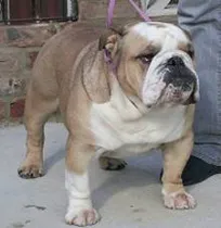 English Bulldogs