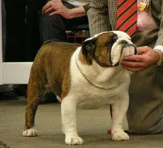 English Bulldogs