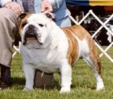 English Bulldogs