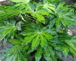 Aralia стая или Fatsa, Aralia Sieboldii - стайни растения