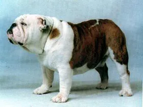 English Bulldogs