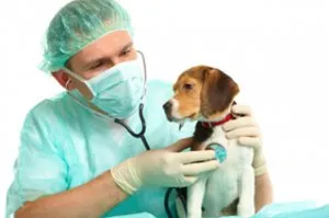 Heart aritmiei la câini - Simptome, Diagnostic, Tratament - o rețea de centre veterinare MEDVET