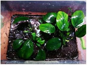 Anubias, Anubias nana, Anubias nana, Anubias, plante acvatice, palyudariumov