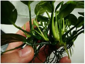 Anubias, Anubias Nana, Anubias Nana, Anubias, водни растения, palyudariumov