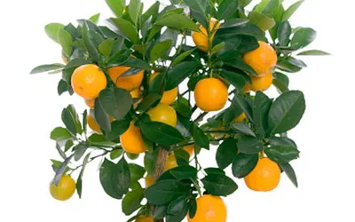 îngrijire Orange, cultivare, udare, plantare la domiciliu
