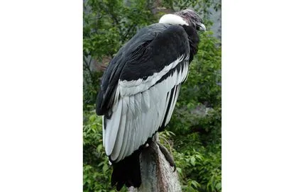 condor andin