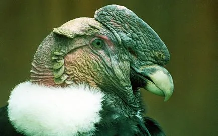 condor andin