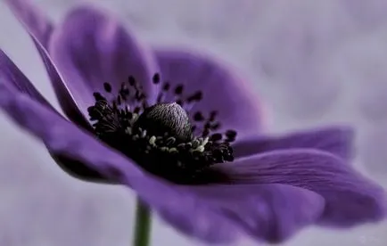 Anemone de plantare și îngrijire (50 poze) cum să crească o floare fragilă-Sissy