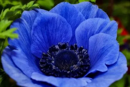 Anemone de plantare și îngrijire (50 poze) cum să crească o floare fragilă-Sissy