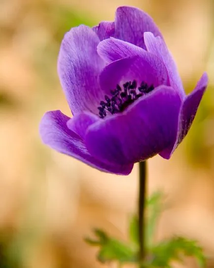 Anemone засаждане и грижи в открито поле