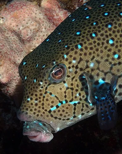 Boxfish, hal-box, hal táska, hal-tehén - Waterworld, Water World - Online Magazine