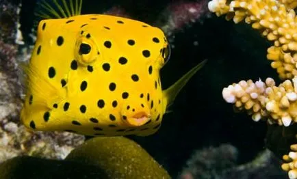 Boxfish, pește-box, sac de pește, pește-vaca - Waterworld, Mondială a Apei - Revista Online