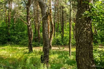 Kumysnyh luncă, Saratov ca conexiunile de transport, rute