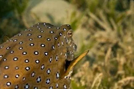 Boxfish, pește-box, sac de pește, pește-vaca - Waterworld, Mondială a Apei - Revista Online