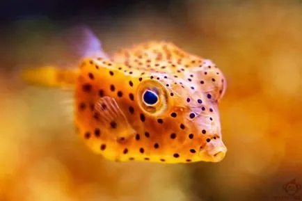 Boxfish риба е помогнал за създаването на ултра-модерен автомобил