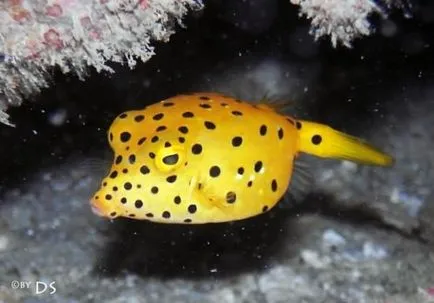 Boxfish, pește-box, sac de pește, pește-vaca - Waterworld, Mondială a Apei - Revista Online