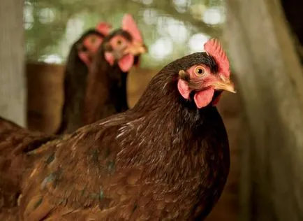 Csirkék Rhodonite karbantartás és gondozás