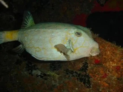 boxfish galben sau cutie de pește (limba latină: