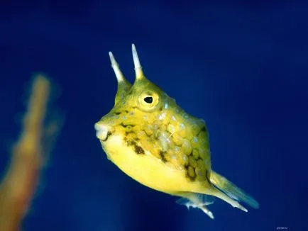 Boxfish, pește-box, sac de pește, pește-vaca - Waterworld, Mondială a Apei - Revista Online