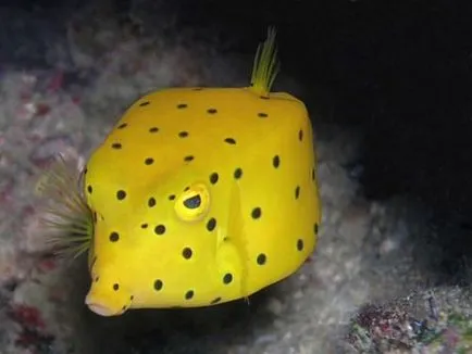 boxfish galben sau cutie de pește (limba latină: