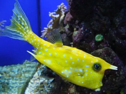 Boxfish hal segített létrehozni egy ultra-modern autó