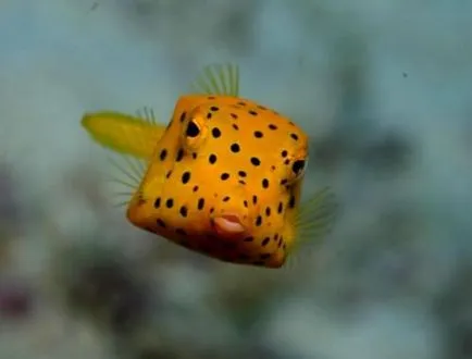 Boxfish, pește-box, sac de pește, pește-vaca - Waterworld, Mondială a Apei - Revista Online