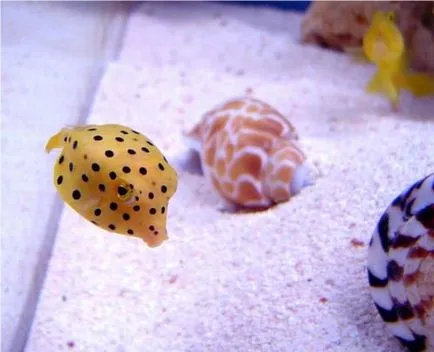 Boxfish, pește-box, sac de pește, pește-vaca - Waterworld, Mondială a Apei - Revista Online