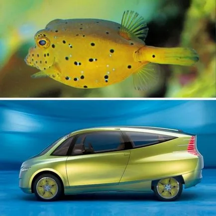 pește Boxfish a ajutat la crearea unui automobil ultra-modern