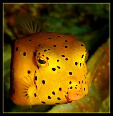 boxfish galben sau cutie de pește (limba latină: