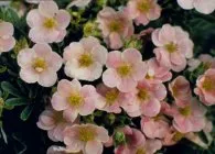 Potentilla сортове, култивиране и размножаване на многогодишни