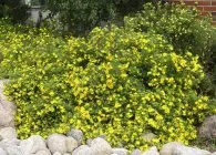 soiuri de Potentilla, cultivarea și propagarea perene