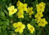 soiuri de Potentilla, cultivarea și propagarea perene