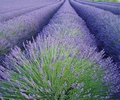 Lavender gyógyszer tulajdonságait, és a illóolajok használata, fürdők, teák, tinktúrák, ABC Egészség