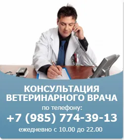 Лапароскопска стерилизация на котки (лапароскопия), цената в Москва, безшевни лазер стерилизация