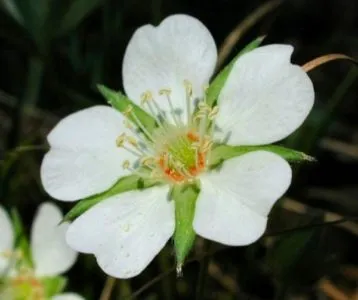 Potentilla fehér, bokrok termesztése és karbantartás a nyílt terepen