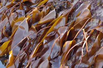 Kelp коса услуга и ползване у дома