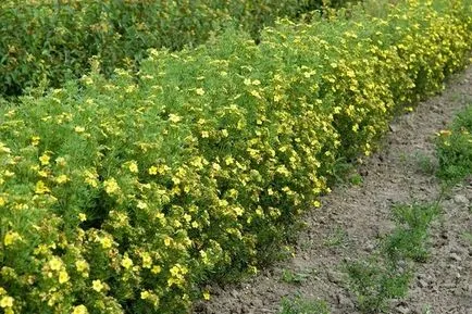 Cinquefoil cserje gondozás és termesztés, ültetés a nyílt terepen