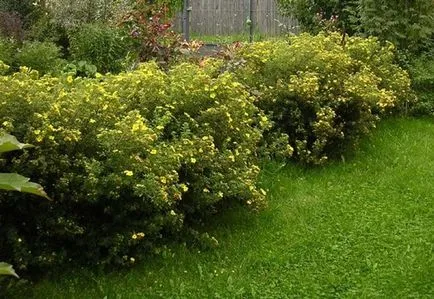 soiuri de Potentilla, cultivarea și propagarea perene