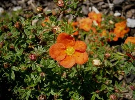 Cinquefoil arbust - soi în peisaj