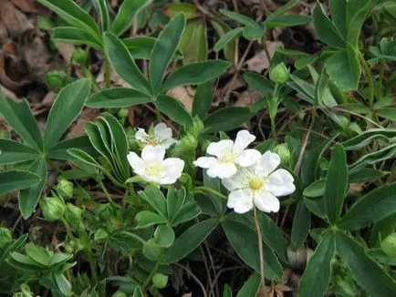 soiuri de Potentilla, cultivarea și propagarea perene