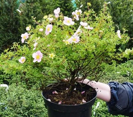 soiuri de Potentilla, cultivarea și propagarea perene