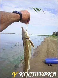 Fishing on, az Ob folyó kecsege