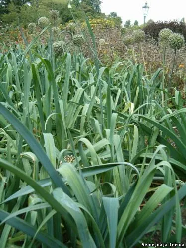 Leek - ceapa - horticultura - Bibliotecă - ferma familiei