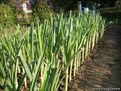 Leek - ceapa - horticultura - Bibliotecă - ferma familiei