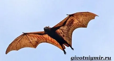 Flying Fox