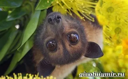 Flying Fox