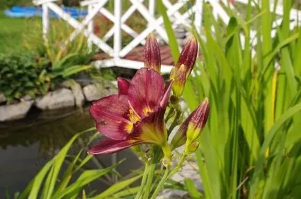 Daylilies - nyaraló virágoskert