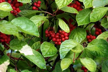 отглеждане Schisandra, грижи, полезни свойства, fotosvoy къща в населено място