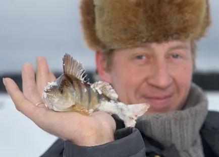 Catching sügér, mint takarmány, mit fogni csalik